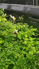 Seseria formosana