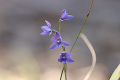 Thelymitra × truncata