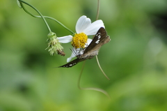 Seseria formosana