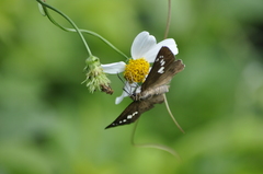 Seseria formosana