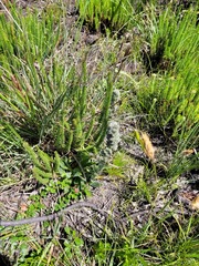 Echiostachys ecklonianus