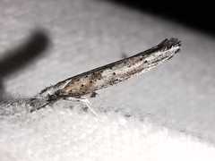 Paradoxus osyridellus