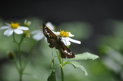 Seseria formosana
