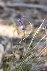Thelymitra × truncata