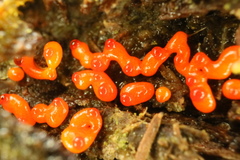 Willkommlangea reticulata