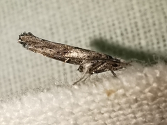 Paradoxus osyridellus