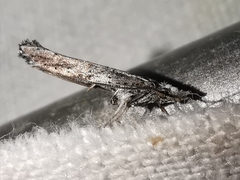 Paradoxus osyridellus