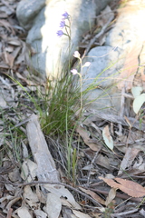Thelymitra × truncata