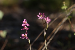Thelymitra × irregularis