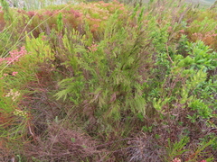 Restio subverticillatus