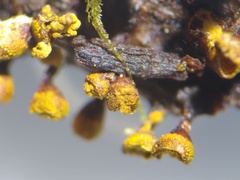Trichia botrytis