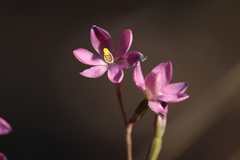 Thelymitra × irregularis