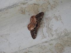 Harutalcis godavariensis