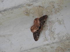 Harutalcis godavariensis
