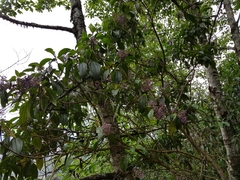 Miconieae