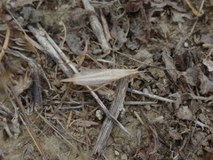 Oecanthus dulcisonans