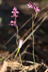 Thelymitra × irregularis