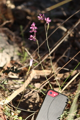 Thelymitra × irregularis