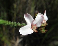 Adenandra brachyphylla