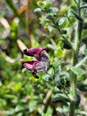 Amphithalea rostrata