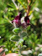 Amphithalea rostrata