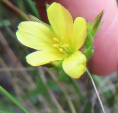 Linum acuticarpum