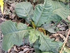 Pseudelephantopus spicatus