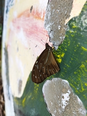 Parantica nilgiriensis