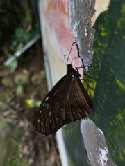 Parantica nilgiriensis