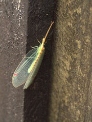 Norfolius howensis