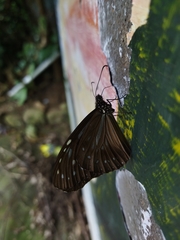 Parantica nilgiriensis