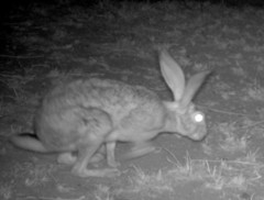 Lepus capensis