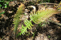 Blechnum novae-zelandiae