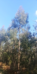 Eucalyptus cypellocarpa