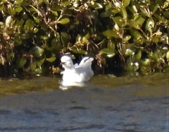 Chroicocephalus novaehollandiae novaehollandiae