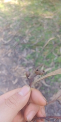 Eucalyptus cypellocarpa