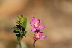 Thelymitra × irregularis