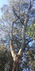Eucalyptus cypellocarpa