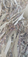 Eucalyptus cypellocarpa