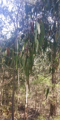 Eucalyptus cypellocarpa