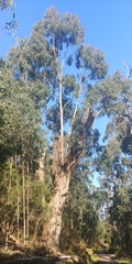 Eucalyptus cypellocarpa