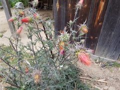 Cirsium anartiolepis