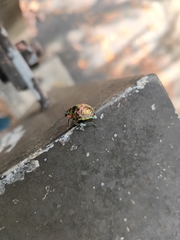Scutelleridae