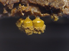 Trichia crateriformis