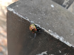 Scutelleridae