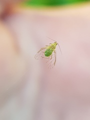 Hyperomyzus lactucae