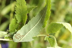 Pamphilius sylvaticus