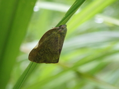 Ricania sublimata