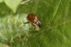 Pamphilius sylvaticus