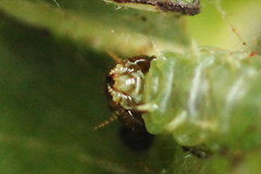 Pamphilius sylvaticus